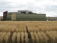 oat harvest